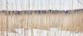Tall dry grasses protrude through a blanket of snow, with a distant line of trees visible on the horizon under a cloudy sky.