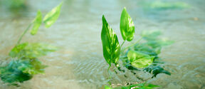 Green leaves emerging from shallow, clear water with gentle ripples.
