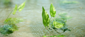 Green aquatic plants submerged in clear water with ripples and light reflections.