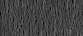 Secondary cell wall structure of nanostructured wood