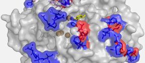 Enzyme 3D structure