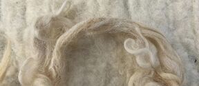 Close-up of a bundle of light-coloured wool fibres on a woollen fabric background.