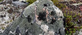 A rock covered in various lichens in a tundra landscape with sparse vegetation.