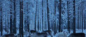 Reindeer in a snowy forest. The trees are covered in snow, and the ground is white. The scene is serene and cold.