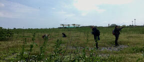 People are working in a grassy field with scattered plants. There are structures in the background under a cloudy sky.