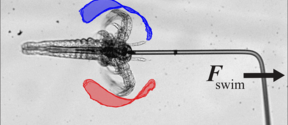 Microscopic view of a larva with red and blue outlines showing swimming motion. Scale bar indicates 0.3 mm.