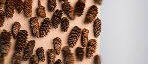Dozens of brown pine cones pinned in rows on a pale wooden board against a light grey background
