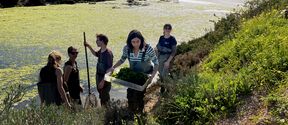 People in waders collect green aquatic plants by an overgrown riverbank on a sunny day