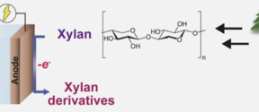HYXYL graphical abstract