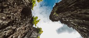 Upward view between two rough tree trunks with green leaves, framing a bright cloudy blue sky
