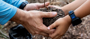 Adult and child hands hold a small green sapling with soil, ready to plant in a forest bed