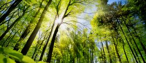 Sunlight streaming through tall green forest trees with bright leaves and blue sky