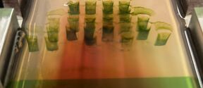 Laboratory gel electrophoresis tray with green sample bands on orange buffer, surrounded by metal clamps