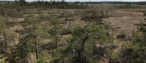 Sparse pine trees on an open marshland under a bright sky, forest line in the distance