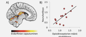 (A) Nauraminen vapauttaa endorfiineja aivoissa. (B) Mitä enemmän opioidireseptoreita tutkittavilla oli, sitä herkempiä he olivat nauramaan. Kuvatiedot: Turun PET-keskus.