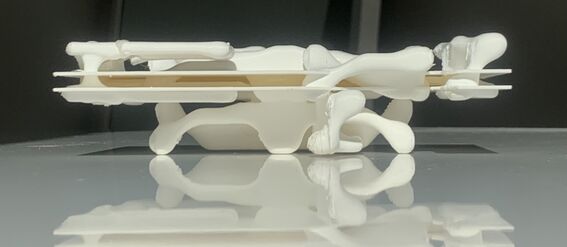 Side view of a white anatomical model resembling a spine with reflections on a glossy surface.