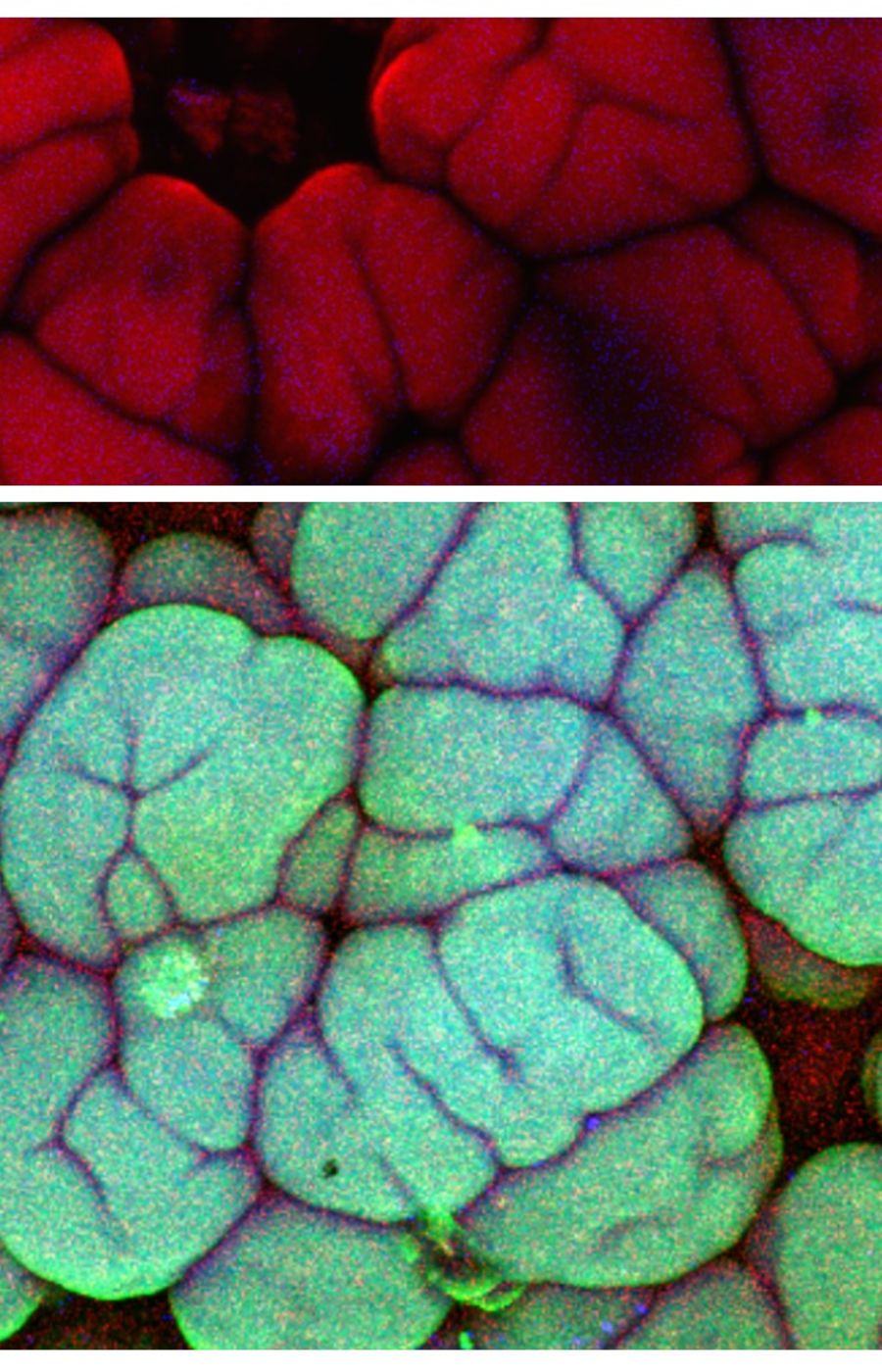 Green and red bacteria