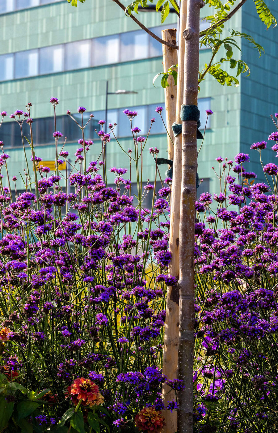 A garden with purple flowers and trees in front of modern glass buildings. 