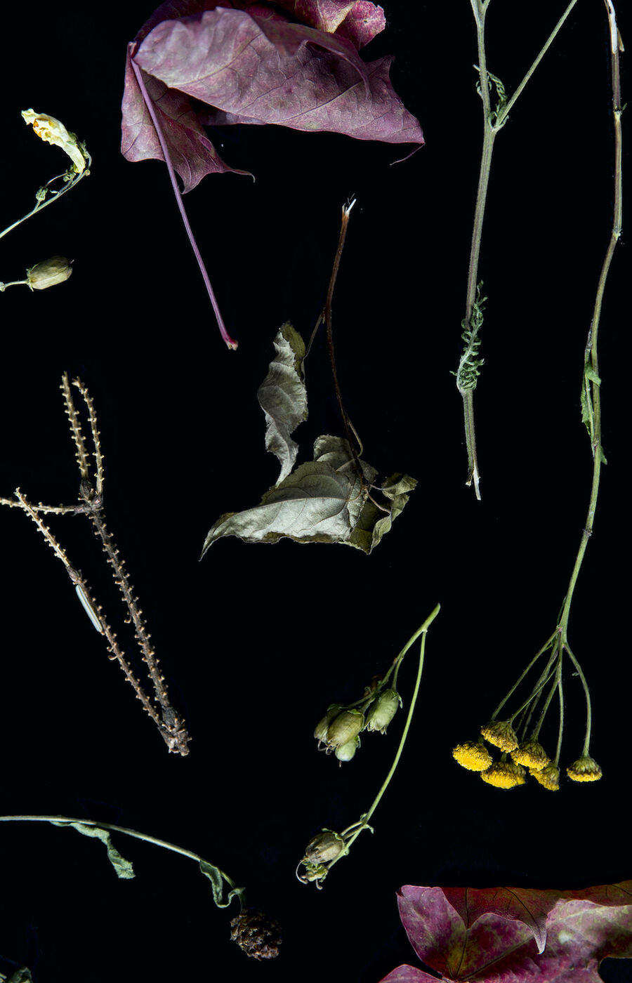Various dried leaves and flowers arranged on a black background.