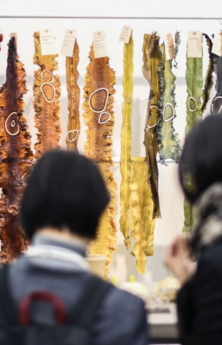 Two people observe various dried seaweed samples hanging on a wall, tagged with labels.