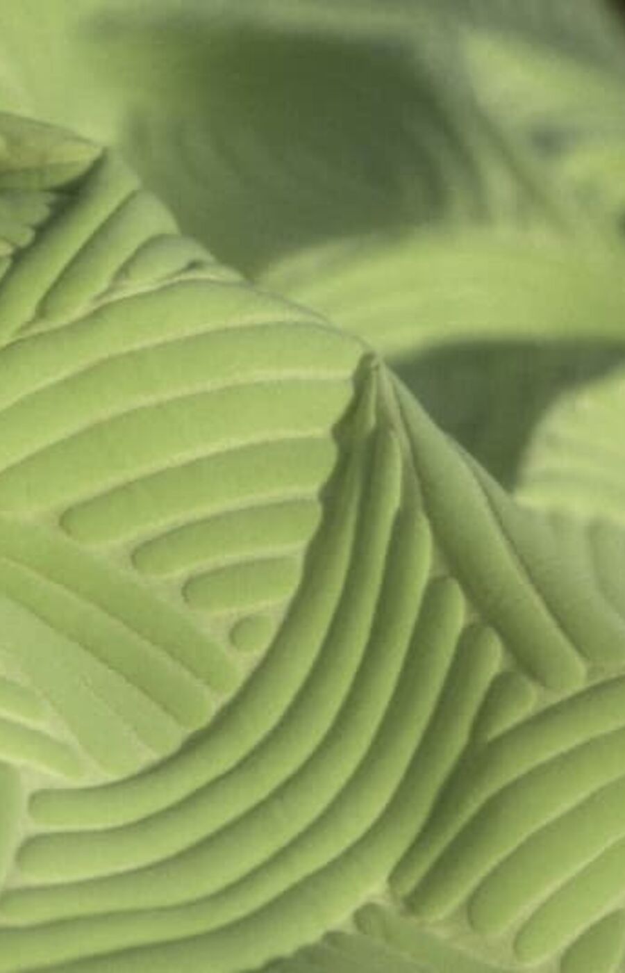 Close-up of a green leaf with intricate vein patterns creating a textured surface.
