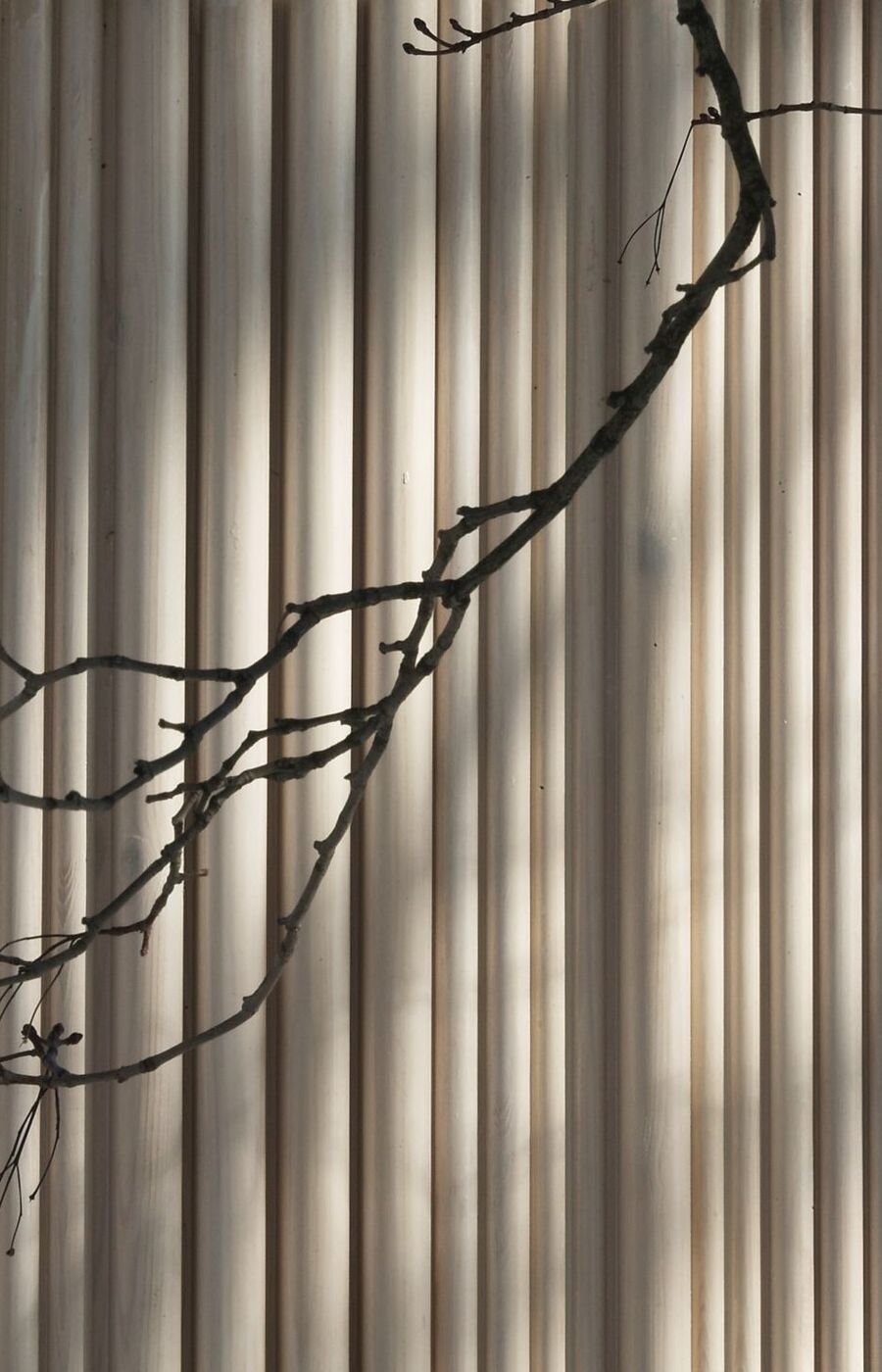 A shadow of a bare tree branch on a beige corrugated wall.