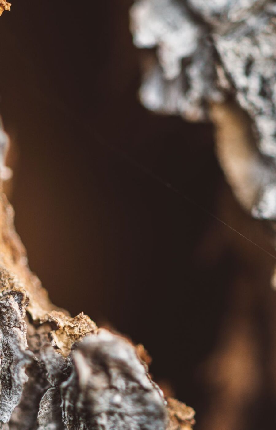 Close-up of rough grey and brown tree bark with a dark hollow between the textured edges