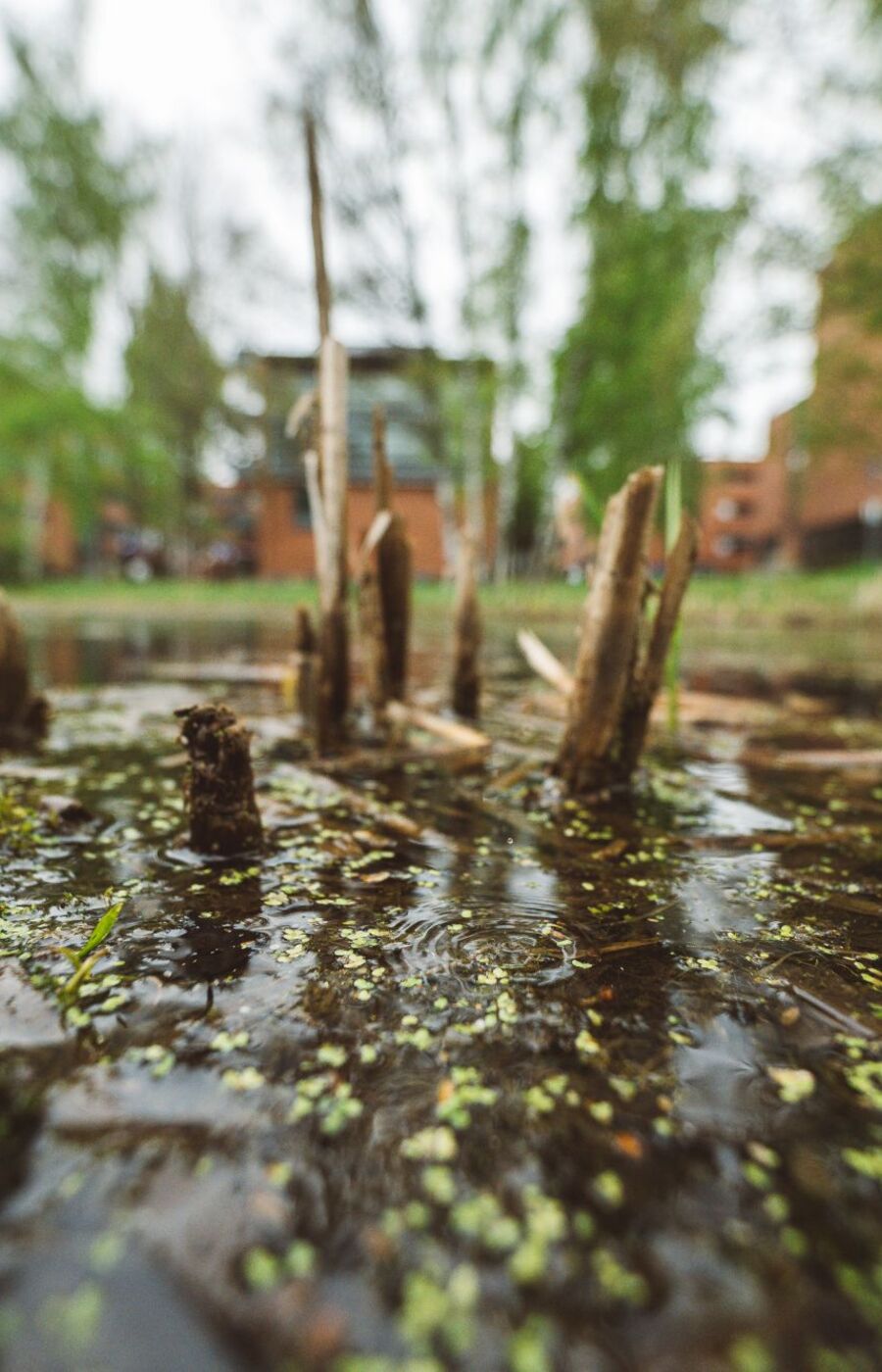 Close-up of a shallow pond with reeds and algae, blurred brick buildings and trees in the background