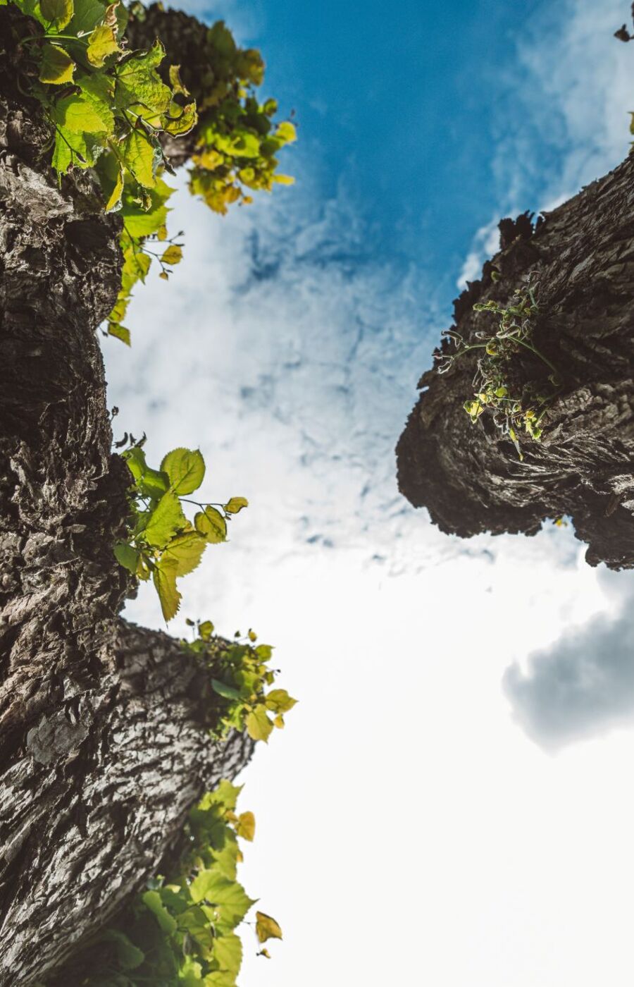 Upward view between two rough tree trunks with green leaves, framing a bright cloudy blue sky