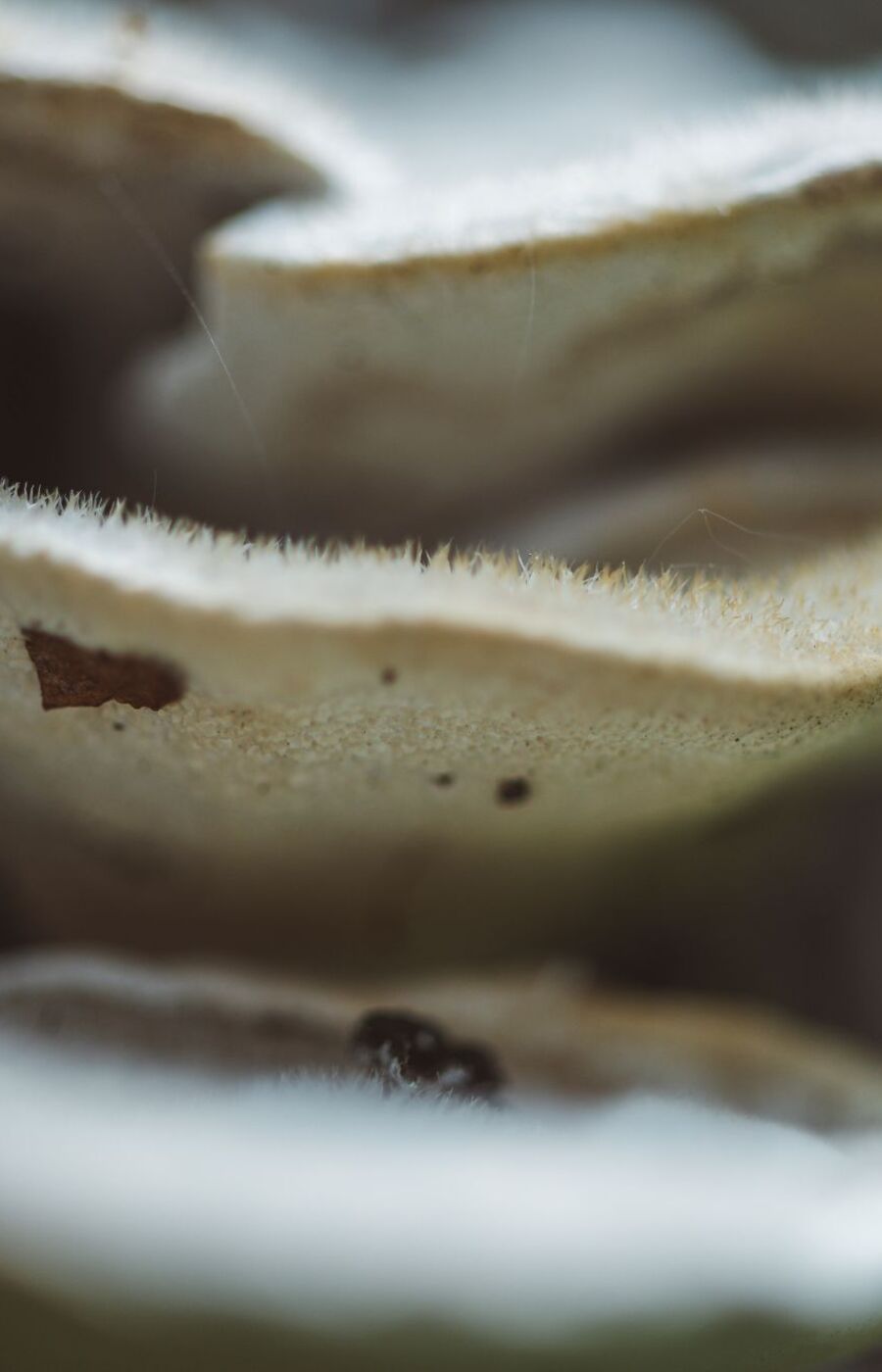 Close-up of layered bracket fungi on tree bark, pale cream caps with soft, fuzzy edges in shallow focus