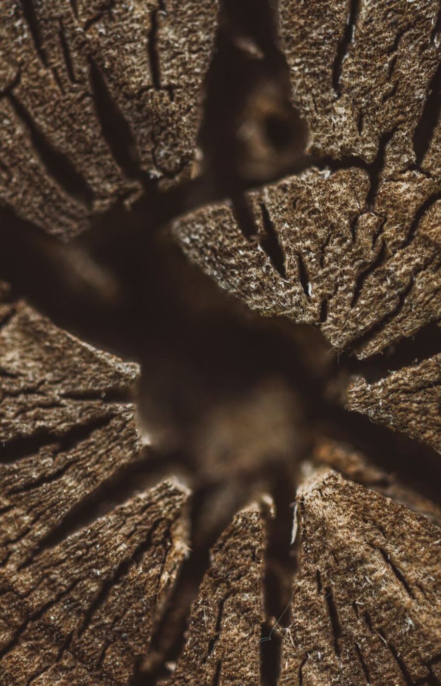 Close-up of brown tree trunk cross-section with deep cracks radiating from a dark centre