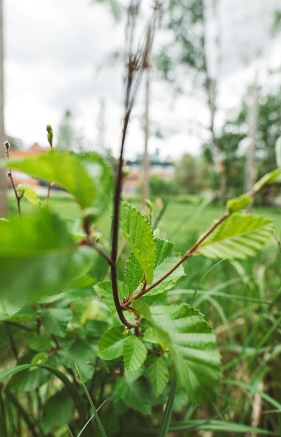 Close-up of green plant leaves in tall grass, with blurred trees and buildings in the background