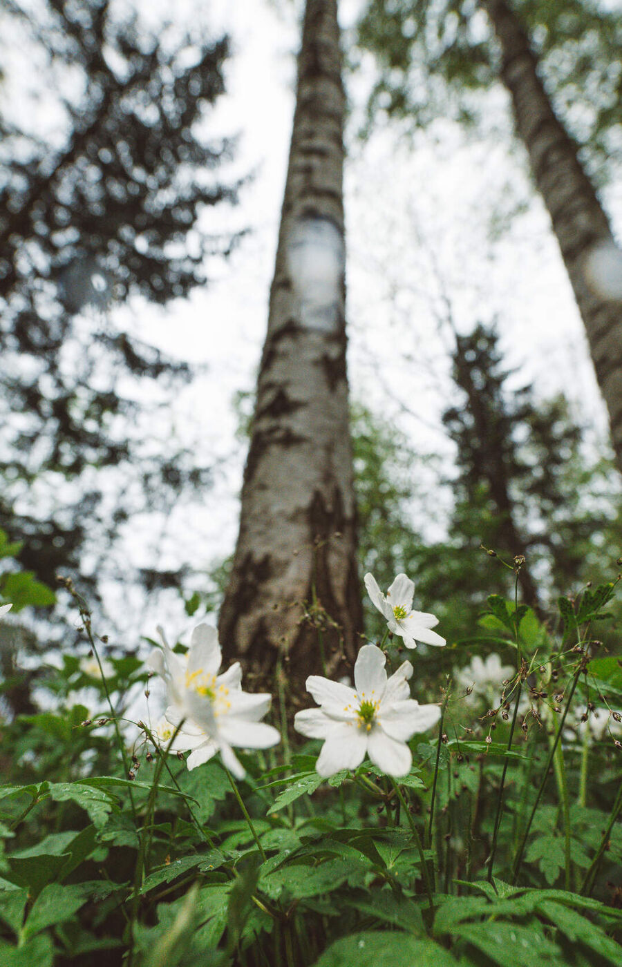 Low view of white wildflowers and green leaves beneath tall tree trunks in a dense forest