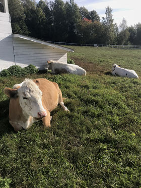 Cows at Falkulla domestic animal farm