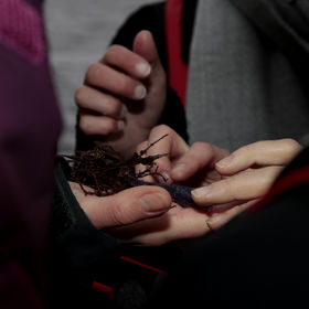 Non-Human Stakeholder: Algae