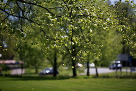 A tree branch with green leaves, more green trees in the background