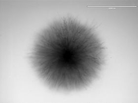 jenny s 13 pda small_BIOM_2019