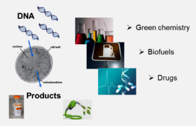 CHEM_Bio_yeast research