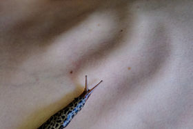 Pevere, Wombs_W03_pic_by_Sanjin_Kastelan