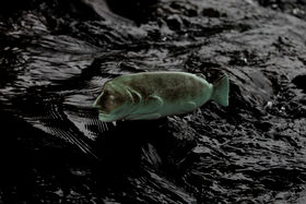 a greenish ceramic fish in black water