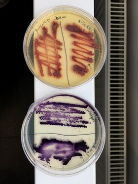 Two samples of ceramic scar tissue.