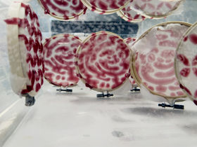 Sample with red colored recycled cellulose and ionic liquid solution in a water bath to dissolve ionic liquid into the water