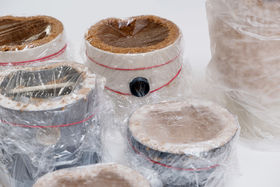 Mycelium growing under plastic wrap