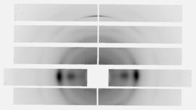 Black and white image of spruce data interpreted by experimental equipment