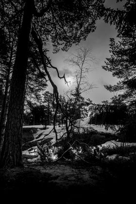 a view from a forest