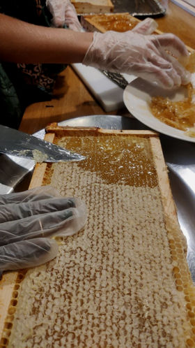 Color photo of honey frame and honey harvester with a knife