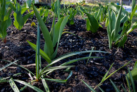 Biochar on a plot of land.