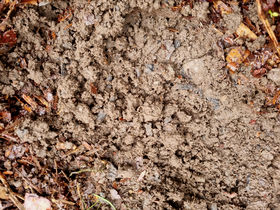 biochar mixed in clay soil at Oravapuisto