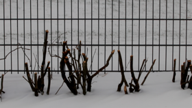 Cut down bushes peaking out from a snow cover