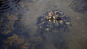 The algae crown sinks after it has been in the ocean for some time